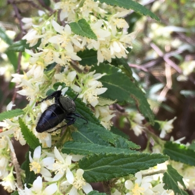 Gynatrix pulchella (Hemp Bush) at Ginninderry Conservation Corridor - 8 Oct 2018 by JaneR