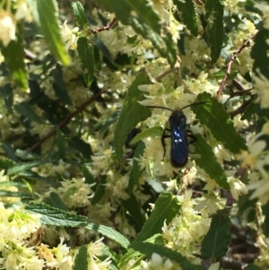 Gynatrix pulchella at Dunlop, ACT - 8 Oct 2018 01:46 PM