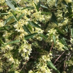 Gynatrix pulchella at Dunlop, ACT - 8 Oct 2018