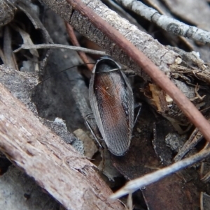 Ellipsidion australe at Dunlop, ACT - 29 Nov 2018