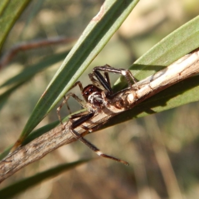 Helpis minitabunda (Threatening jumping spider) at Mount Painter - 30 Nov 2018 by CathB