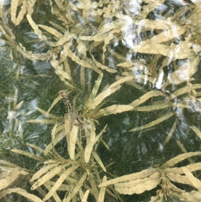 Potamogeton crispus (Curly Pondweed) at Ginninderry Conservation Corridor - 11 Oct 2018 by JaneR