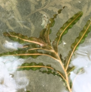 Potamogeton crispus at Dunlop, ACT - 11 Oct 2018 12:30 PM