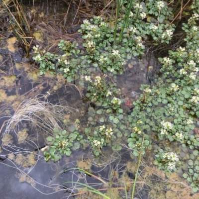 Rorippa nasturtium-aquaticum (Watercress) at Ginninderry Conservation Corridor - 5 Nov 2018 by JaneR