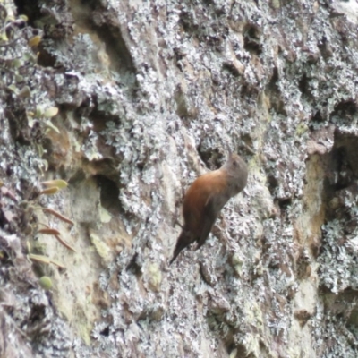 Origma solitaria (Rockwarbler) at Bens Walking Track - 21 Oct 2018 by KumikoCallaway