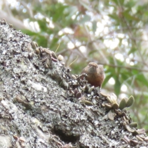 Origma solitaria at Nowra, NSW - suppressed