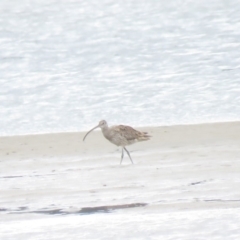 Numenius madagascariensis (Eastern Curlew) at Shoalhaven Heads, NSW - 21 Oct 2018 by KumikoCallaway