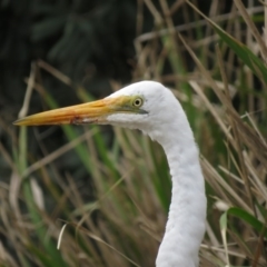 Ardea alba (Great Egret) at Shoalhaven Heads Bushcare - 21 Oct 2018 by KumikoCallaway