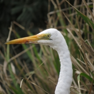 Ardea alba at Shoalhaven Heads, NSW - 21 Oct 2018 12:37 PM