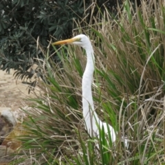 Ardea alba at Shoalhaven Heads, NSW - 21 Oct 2018 12:37 PM