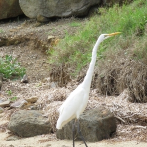 Ardea alba at Shoalhaven Heads, NSW - 21 Oct 2018 12:37 PM