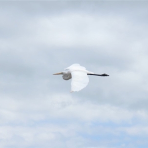 Ardea alba at Shoalhaven Heads, NSW - 21 Oct 2018