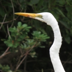 Ardea alba at Shoalhaven Heads, NSW - 21 Oct 2018 12:37 PM