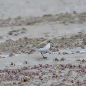 Anarhynchus ruficapillus at Shoalhaven Heads, NSW - 21 Oct 2018