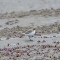 Anarhynchus ruficapillus (Red-capped Plover) at Shoalhaven Heads, NSW - 21 Oct 2018 by KumikoCallaway