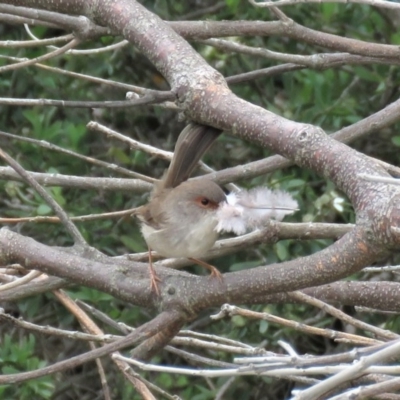 Malurus cyaneus (Superb Fairywren) at Shoalhaven Heads Bushcare - 21 Oct 2018 by KumikoCallaway