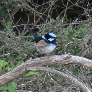 Malurus cyaneus at Shoalhaven Heads, NSW - 21 Oct 2018 01:58 PM