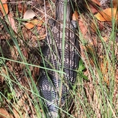 Tiliqua scincoides scincoides (Eastern Blue-tongue) at Hughes, ACT - 1 Dec 2018 by KL