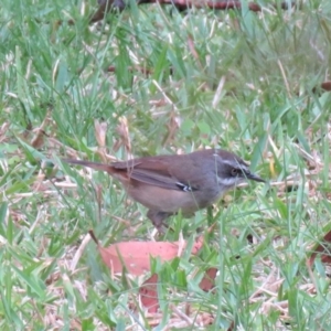 Sericornis frontalis at Conjola, NSW - 20 Oct 2018