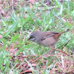 Sericornis frontalis at Conjola, NSW - 20 Oct 2018 03:47 PM