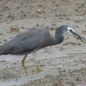 Egretta novaehollandiae at Shoalhaven Heads, NSW - 21 Oct 2018