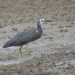 Egretta novaehollandiae at Shoalhaven Heads, NSW - 21 Oct 2018