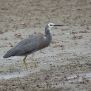 Egretta novaehollandiae at Shoalhaven Heads, NSW - 21 Oct 2018