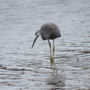 Egretta novaehollandiae at Shoalhaven Heads, NSW - 21 Oct 2018