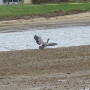 Egretta novaehollandiae at Shoalhaven Heads, NSW - 21 Oct 2018