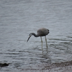 Egretta novaehollandiae at Shoalhaven Heads, NSW - 21 Oct 2018