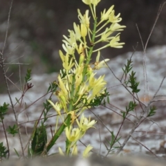 Dendrobium speciosum var. speciosum (Sydney Rock Orchid) at Morton National Park - 20 Oct 2018 by KumikoCallaway