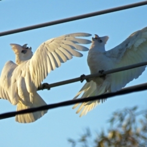 Cacatua sanguinea at Macarthur, ACT - 30 Nov 2018 07:29 PM