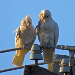 Cacatua sanguinea at Macarthur, ACT - 30 Nov 2018