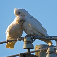 Cacatua sanguinea at Macarthur, ACT - 30 Nov 2018 07:29 PM