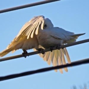 Cacatua sanguinea at Macarthur, ACT - 30 Nov 2018 07:29 PM