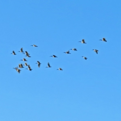 Threskiornis molucca (Australian White Ibis) at Macarthur, ACT - 30 Nov 2018 by RodDeb