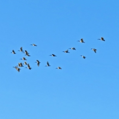 Threskiornis molucca (Australian White Ibis) at Macarthur, ACT - 30 Nov 2018 by RodDeb