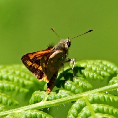 Ocybadistes walkeri (Green Grass-dart) at ANBG - 29 Nov 2018 by RodDeb