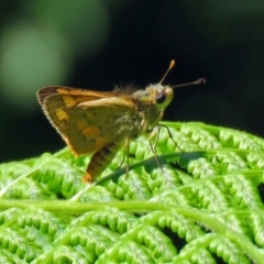 Ocybadistes walkeri at Acton, ACT - 30 Nov 2018