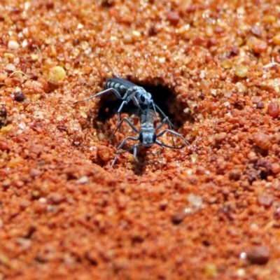 Sphecidae or Crabronidae (families) (Unidentified sand wasp) at Hackett, ACT - 30 Nov 2018 by RodDeb