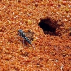 Sphecidae or Crabronidae (families) at Hackett, ACT - 30 Nov 2018