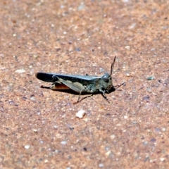 Cryptobothrus chrysophorus (Golden Bandwing) at ANBG - 30 Nov 2018 by RodDeb