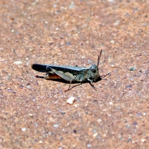 Cryptobothrus chrysophorus at Hackett, ACT - 30 Nov 2018