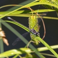 Austroargiolestes icteromelas (Common Flatwing) at ANBG - 29 Nov 2018 by RodDeb