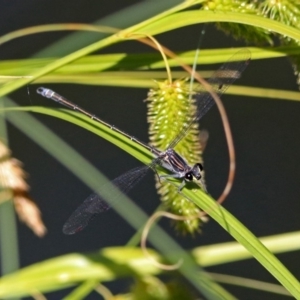 Austroargiolestes icteromelas at Acton, ACT - 30 Nov 2018 10:10 AM