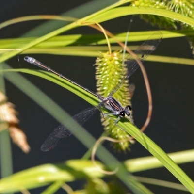 Austroargiolestes icteromelas (Common Flatwing) at ANBG - 29 Nov 2018 by RodDeb