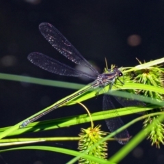 Austroargiolestes icteromelas at Acton, ACT - 30 Nov 2018