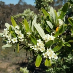 Pyracantha angustifolia (Firethorn, Orange Firethorn) at Mount Mugga Mugga - 1 Dec 2018 by Mike