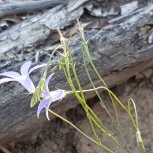 Wahlenbergia capillaris at Red Hill, ACT - 1 Dec 2018