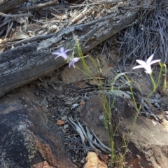 Wahlenbergia capillaris at Red Hill, ACT - 1 Dec 2018 02:53 PM